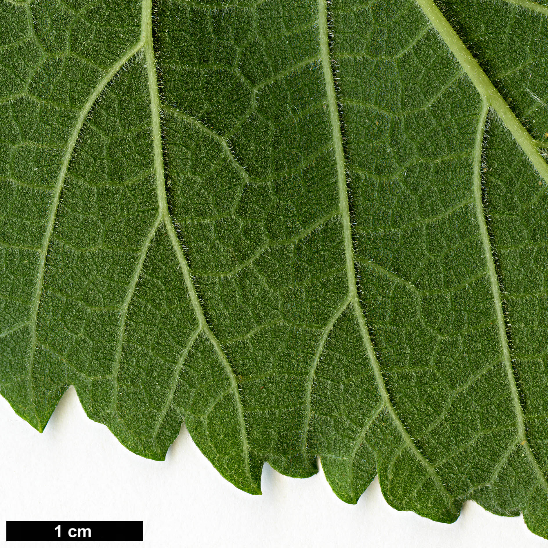 High resolution image: Family: Moraceae - Genus: Morus - Taxon: nigra 
